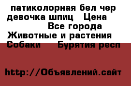 патиколорная бел/чер девочка шпиц › Цена ­ 15 000 - Все города Животные и растения » Собаки   . Бурятия респ.